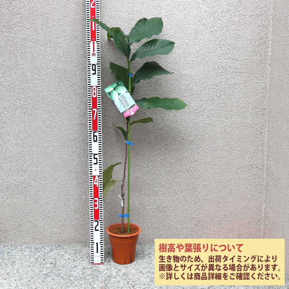 ピーターソンポポー 品種：ワバッシュ【果樹苗 2年生 接木苗 5号鉢／1