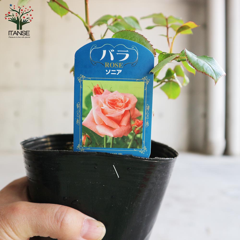 薔薇の苗 ソニア (四季咲きハイブリッドティーローズ)【花苗新苗4号