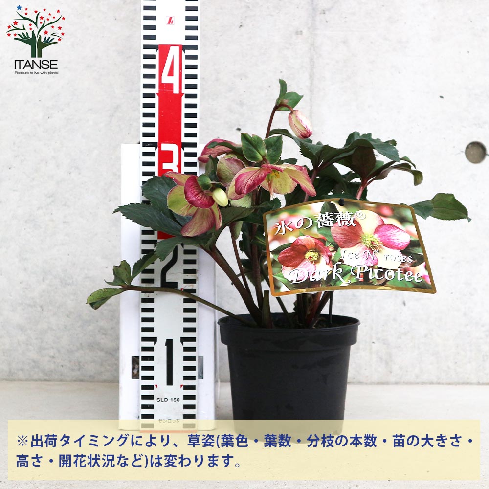 クリスマスローズ 氷の薔薇 ダークピコティ【花苗 5号鉢／1個売り