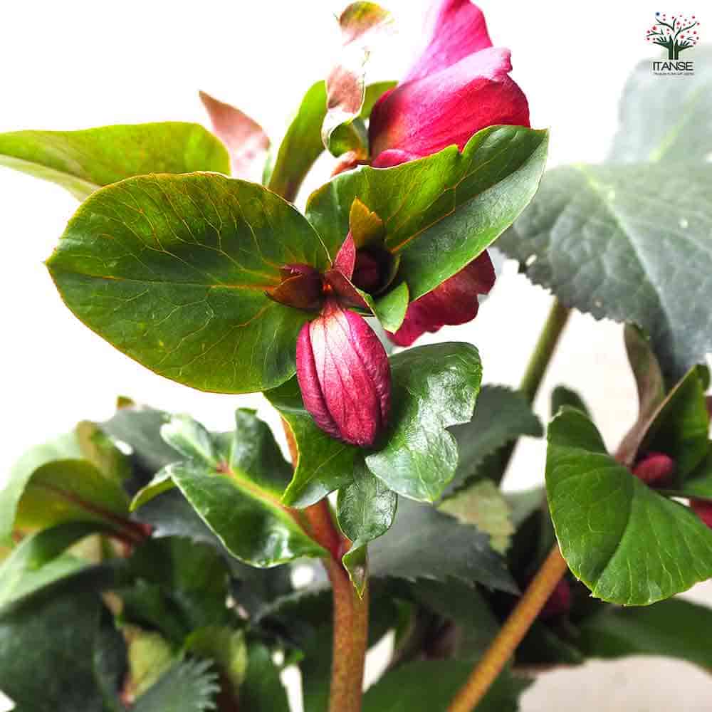 クリスマスローズ 氷の薔薇 レッド 【花苗 6号鉢／1個売り】｜ 【植物