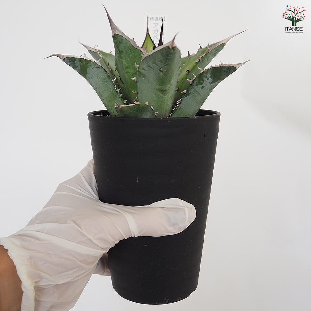 アガベ オテロイ 【多肉植物 3.5号／1個売り】｜ 【植物のITANSE