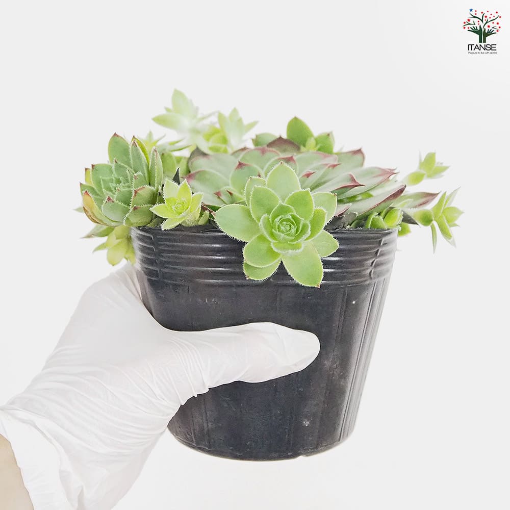 センペルビウム Mr.K 【多肉植物 4号／1個売り】｜ 【植物の