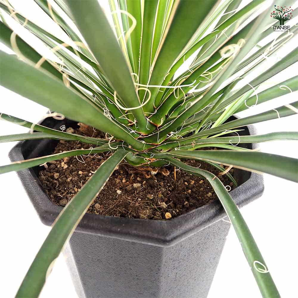 ユッカ フィリフェラ 【観葉植物 8号／1個売り】｜ 【植物の