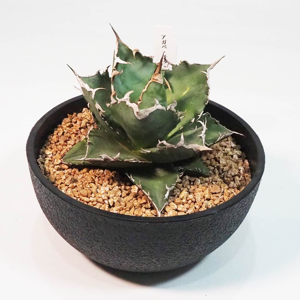 アガベ 白鯨 【多肉植物 6号鉢／1個売り】｜ 【植物のITANSE