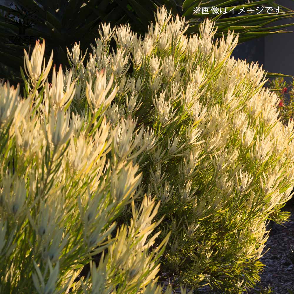 リューカデンドロン・イエローデビル 【庭木 5号鉢 花木苗／1個売り