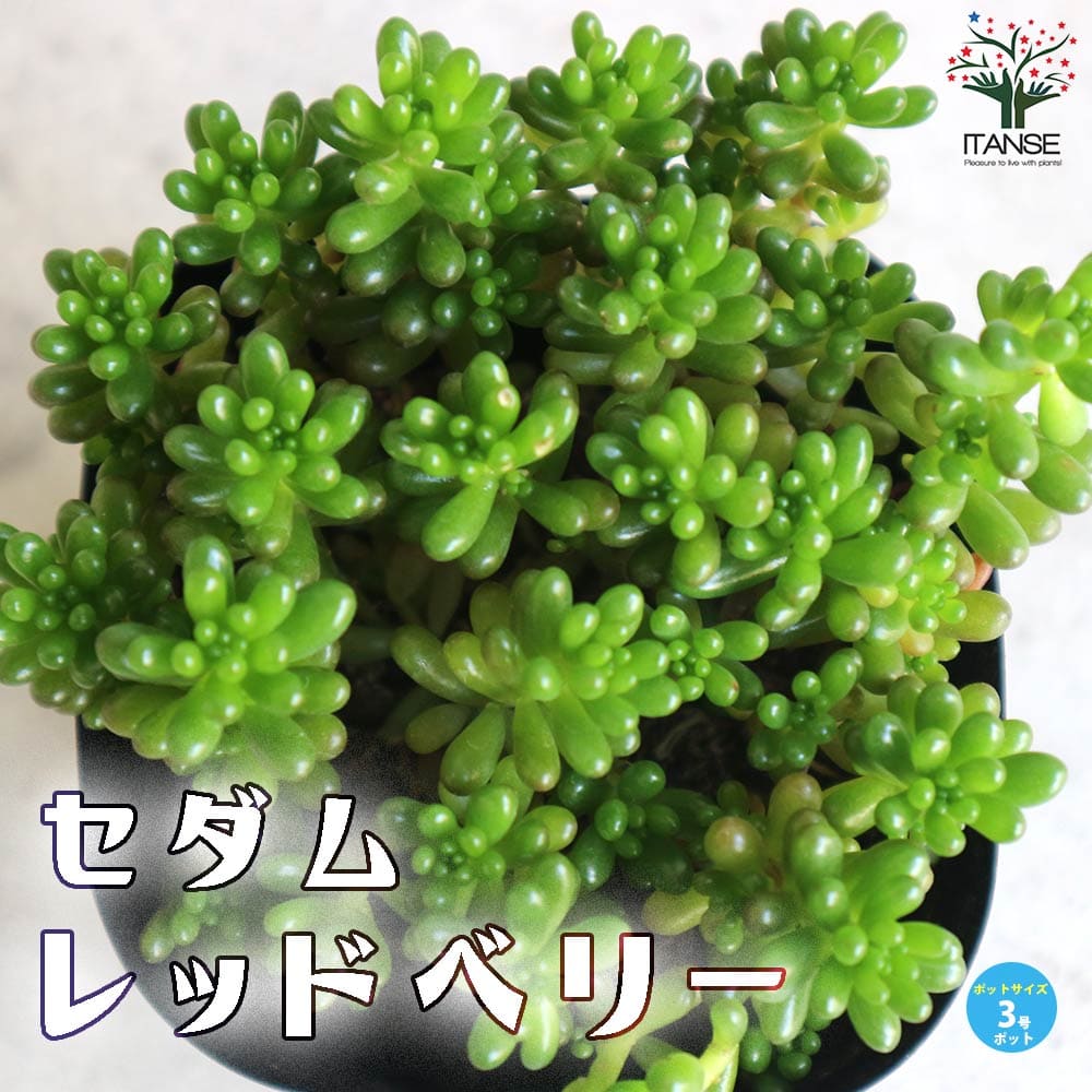 セダム レッドベリー【多肉植物 3号ポット】｜ 【植物のITANSE