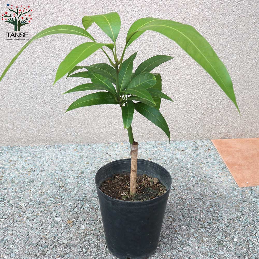 マンゴーの苗木 玉文(ぎょくぶん)【果樹の苗木 6号硬質ポット 2年生