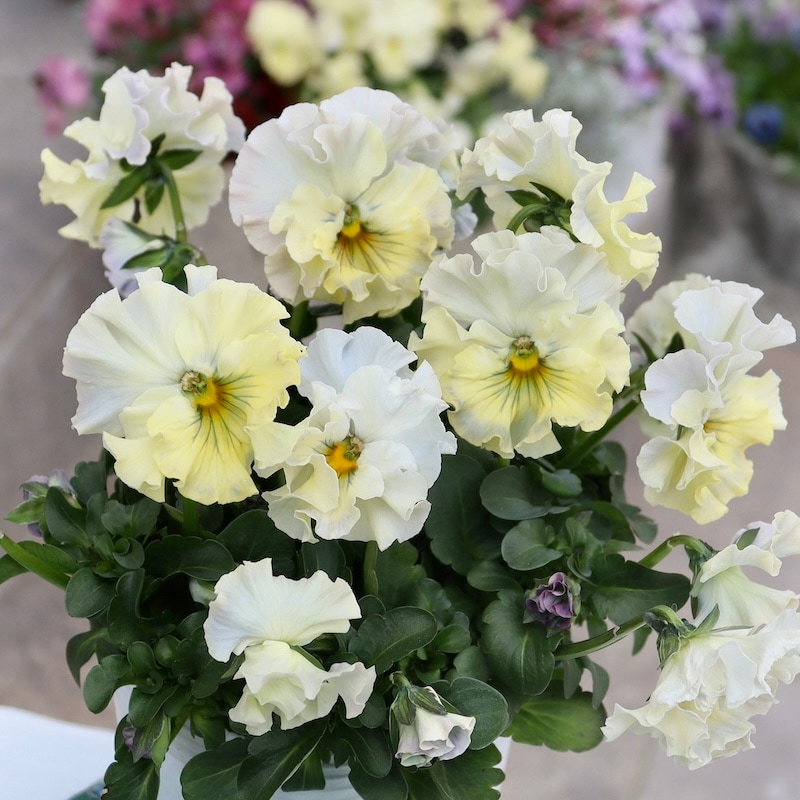 桂楓園さん育種「フェデネージュ」・～風散歩～