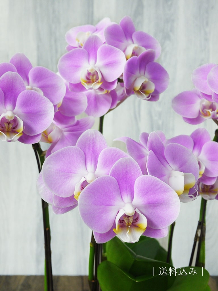 産地直送】椎名洋ラン園 ミディ胡蝶蘭5号鉢3本立ち｜淡いピンク系