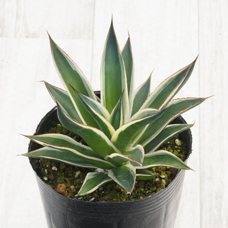 アガベ・スノーグロー 4号ロングポット | | アガベ（リュウゼツラン