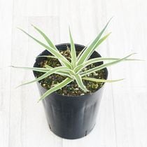 選抜株】アガベ・ホリダ ホワイトエッジ 5号ポット | | アガベ実生選抜