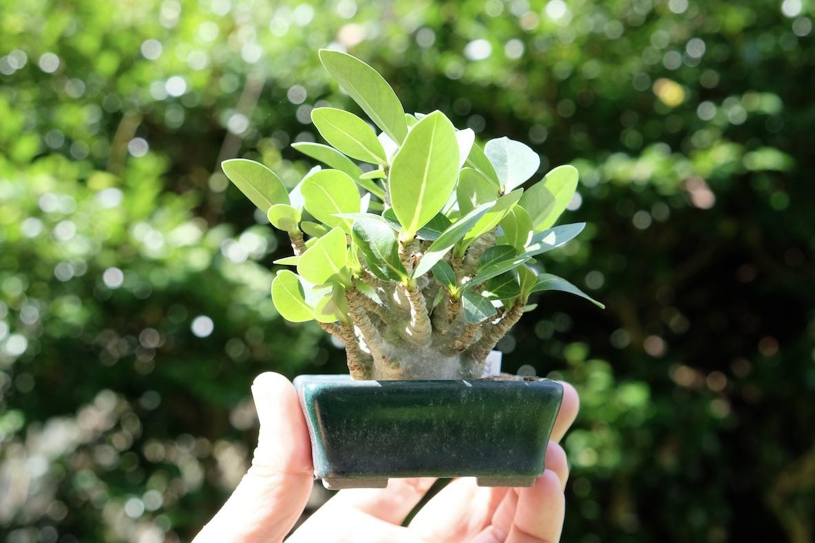 1人暮らしの方や忙しい方にも育てやすくて大人気な「コーデックス」の