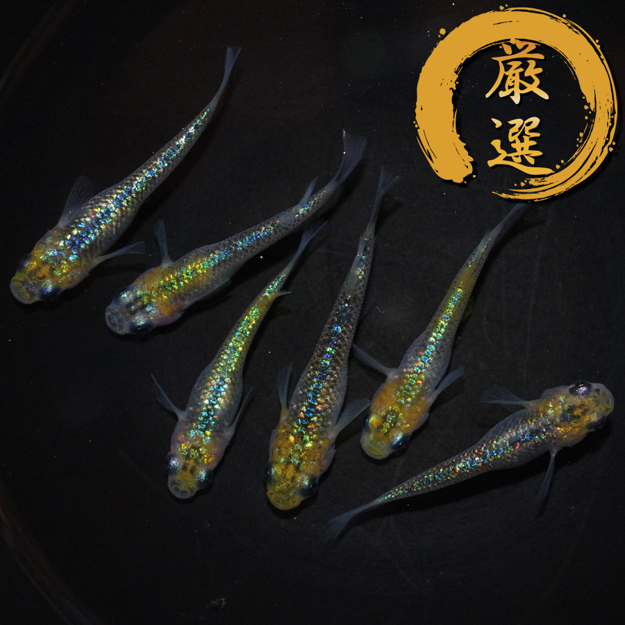 8ビート メダカ めだか メダカ めだか （Mサイズ） 3ペア / メダカ販売