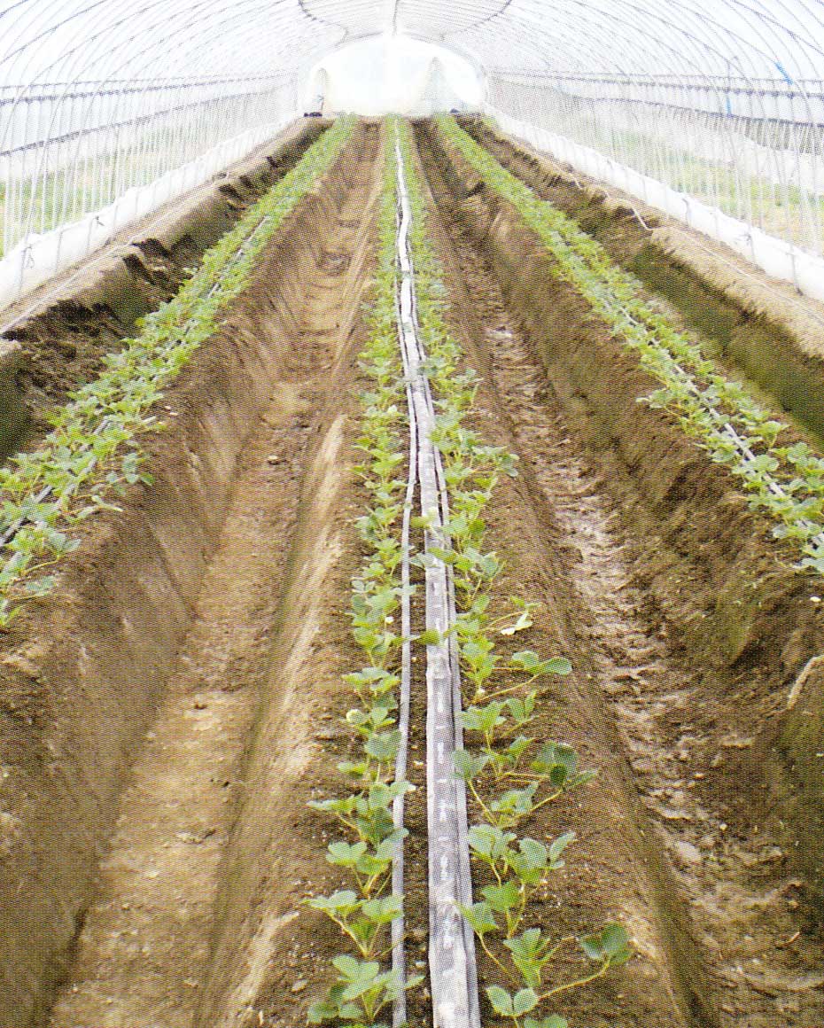 灌水チューブ | 農業用資材 | MKVアドバンス(株)