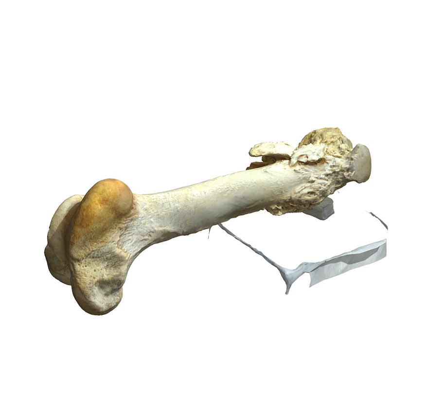 キリン・右大腿骨 | みんなの博物館