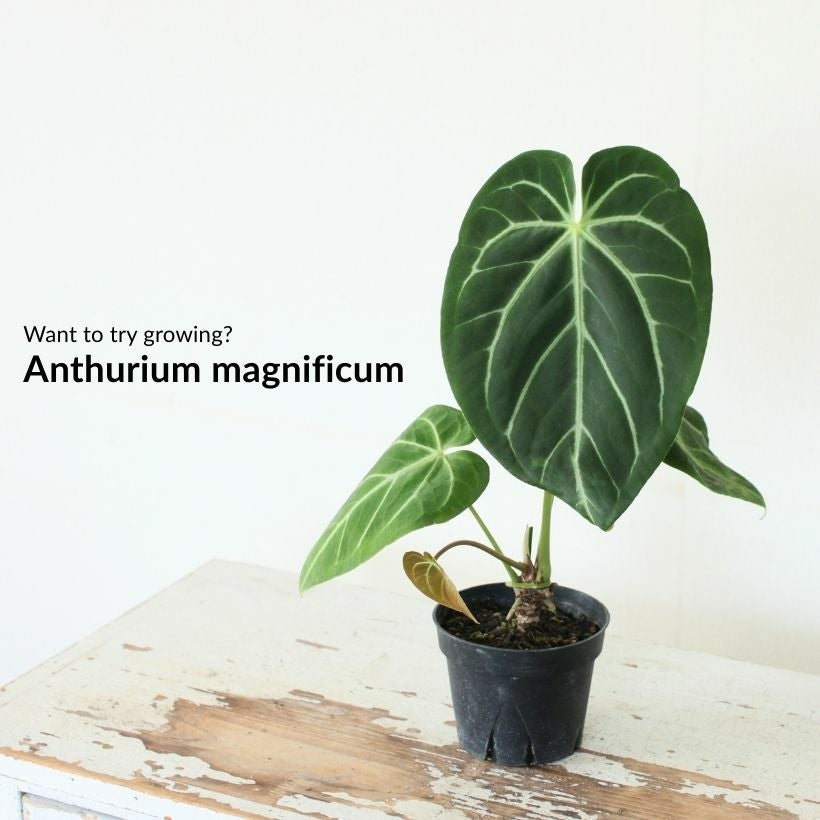 アンスリウム・マグニフィカム（詳しい育て方付き）葉脈が美しい原種