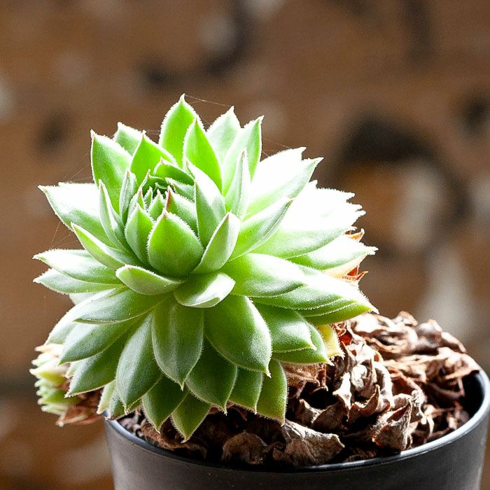 000000001576-04.jpg?size=l&w=