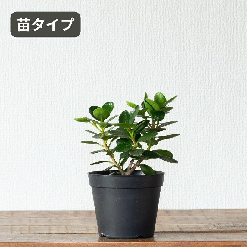 鉢が選べる】パンダガジュマル3.5号サイズ（育て方付き）