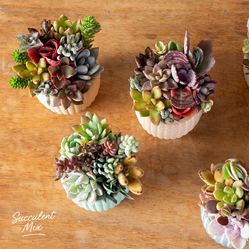 多肉カラフル寄せ植えミニ陶器鉢｜ツキトジやセダムなど8種以上