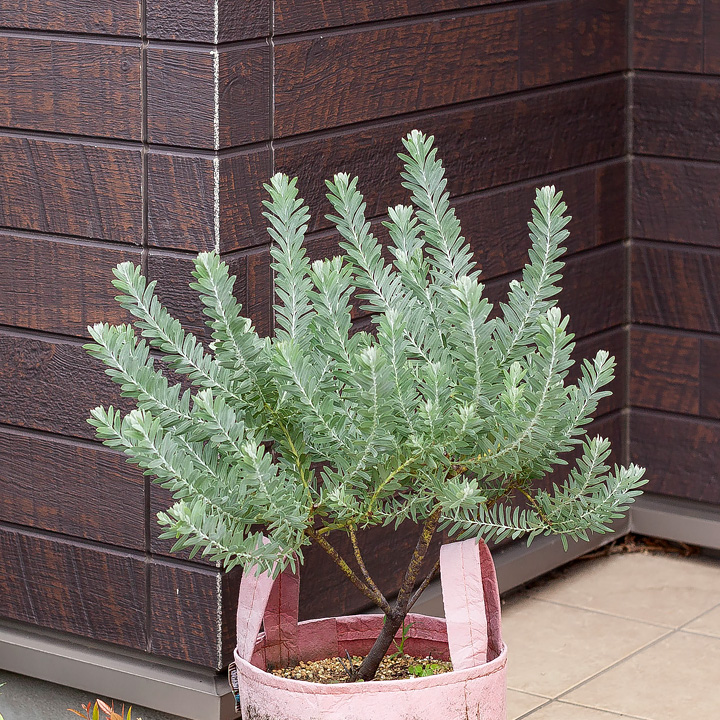 アカシアブルーブッシュ鉢植え｜育て方（幹を太くする剪定）付き