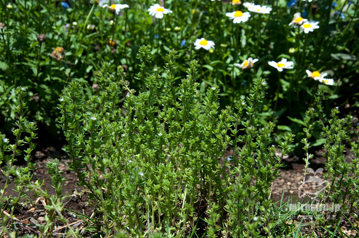 タチイヌノフグリ