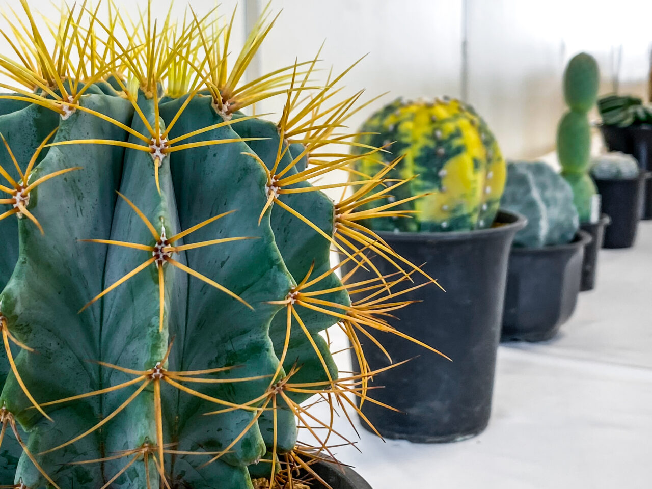 趣味家の育てたサボテンが見られる園芸イベント！秋の多肉植物