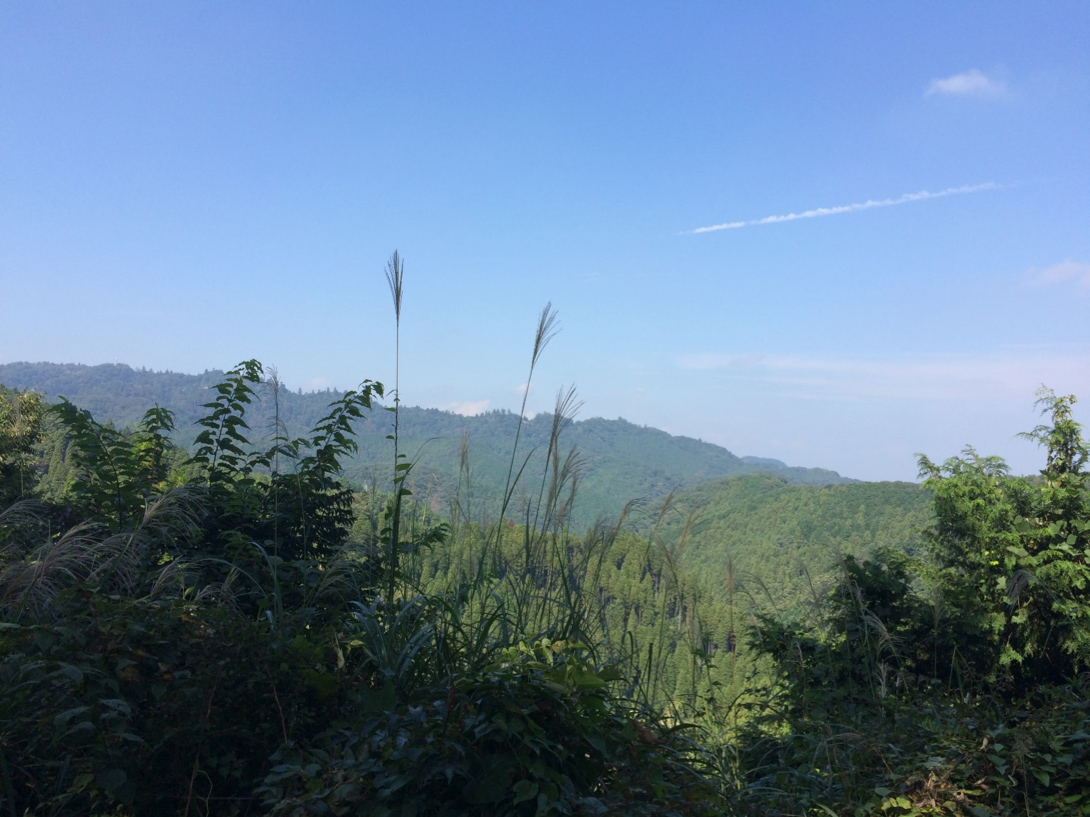 草戸山ハイキング（高尾山口駅〜草戸山〜三沢峠） | ブログ | 高尾山