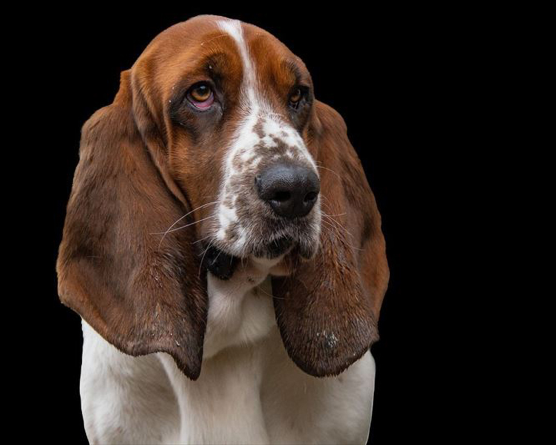 完全ガイド】バセット・ハウンドの飼い方｜性格、寿命、注意すべき病気