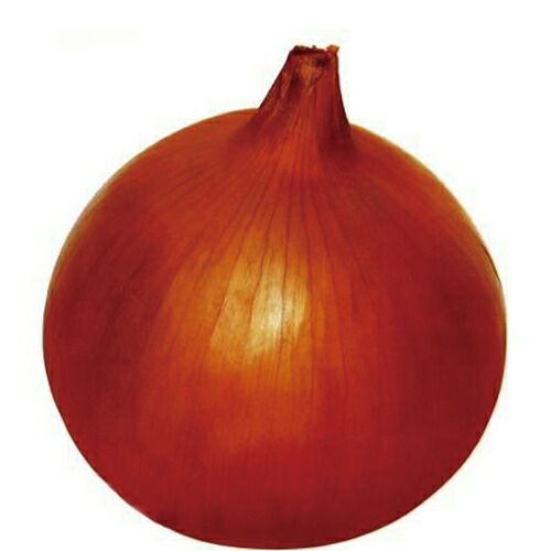 玉ねぎ苗【⭕️レッドグラマー1000本⭕️OK黄2000本⭕️】【野菜苗