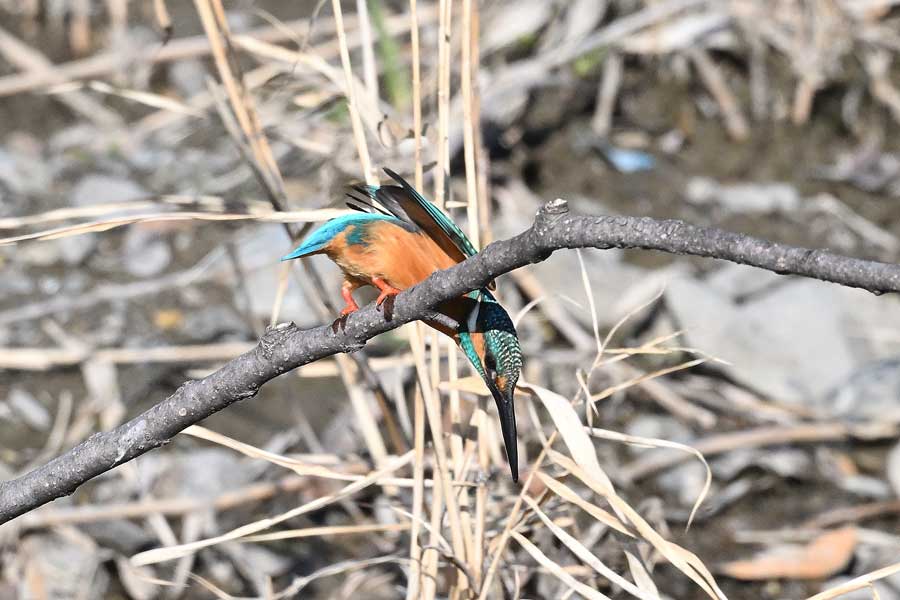 カワセミ Z8とZ663＋ZTC14の840㎜で撮る: 四季に遊ぶ 撮影日記Ⅲ