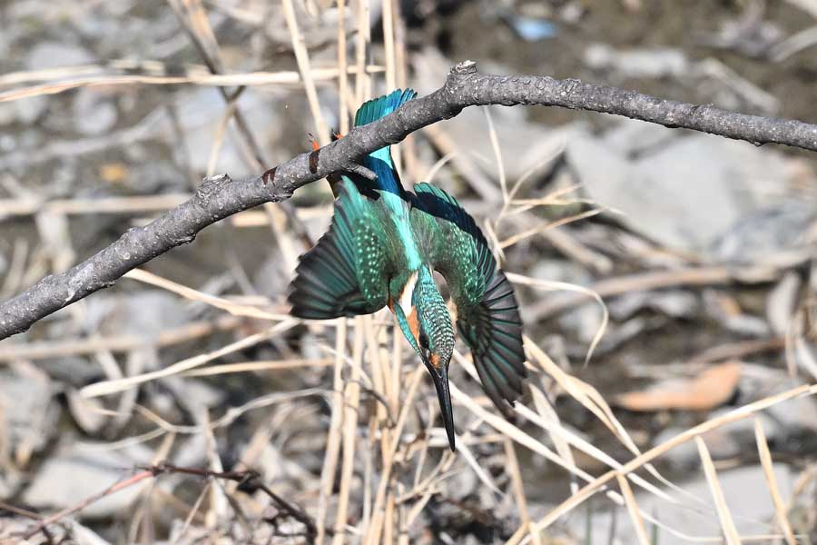 カワセミ Z8とZ663＋ZTC14の840㎜で撮る: 四季に遊ぶ 撮影日記Ⅲ