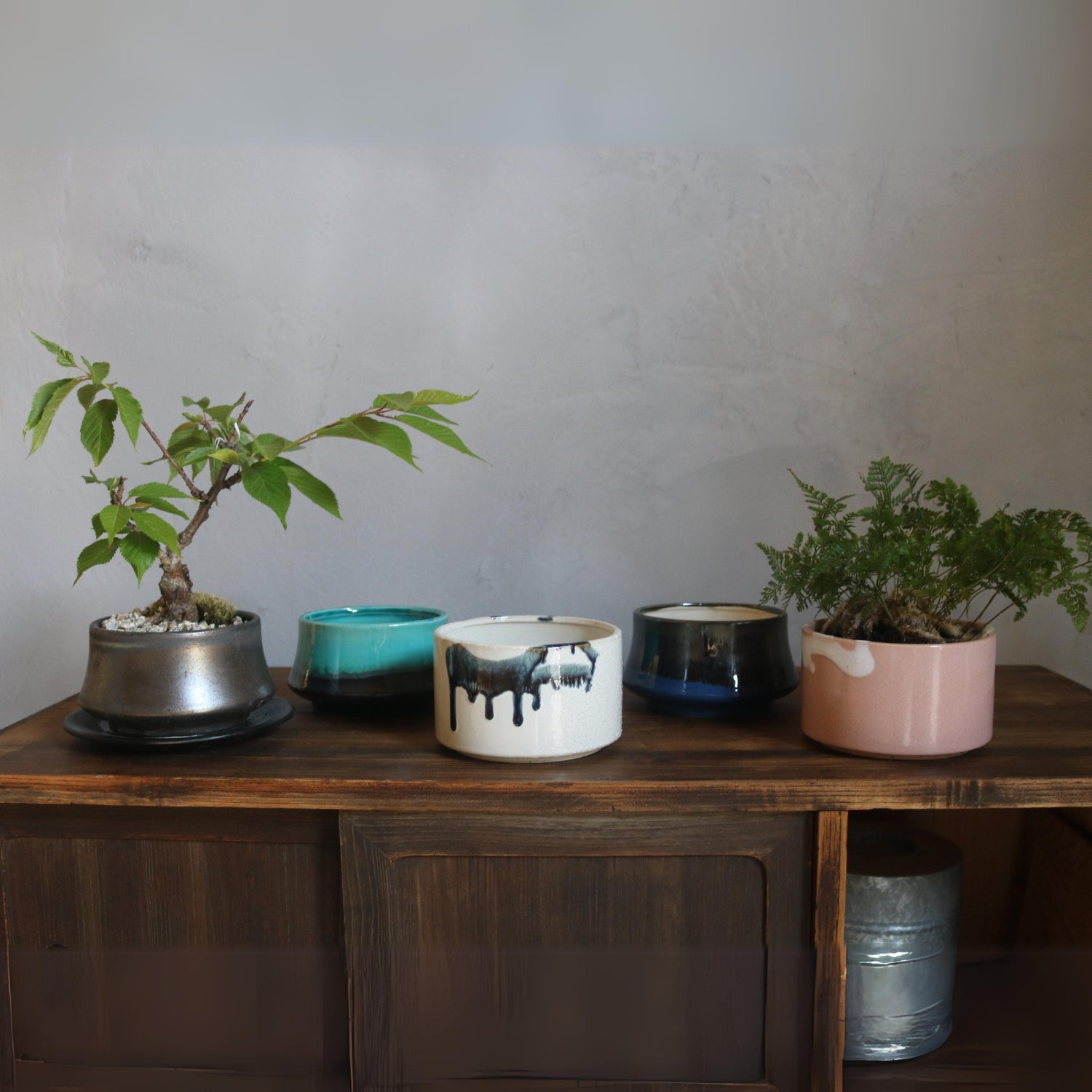 盆栽鉢｜塊根植物｜美濃焼｜和鉢｜鉢の専門店onajimi おなじみ