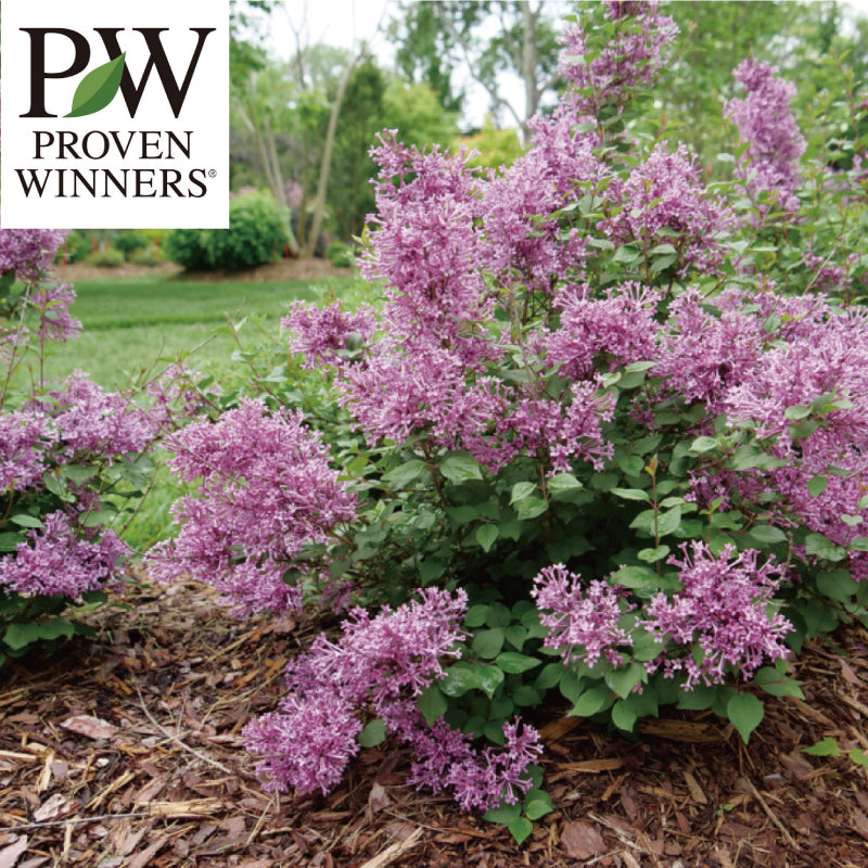 姫ライラック ドワーフパープル【PW】