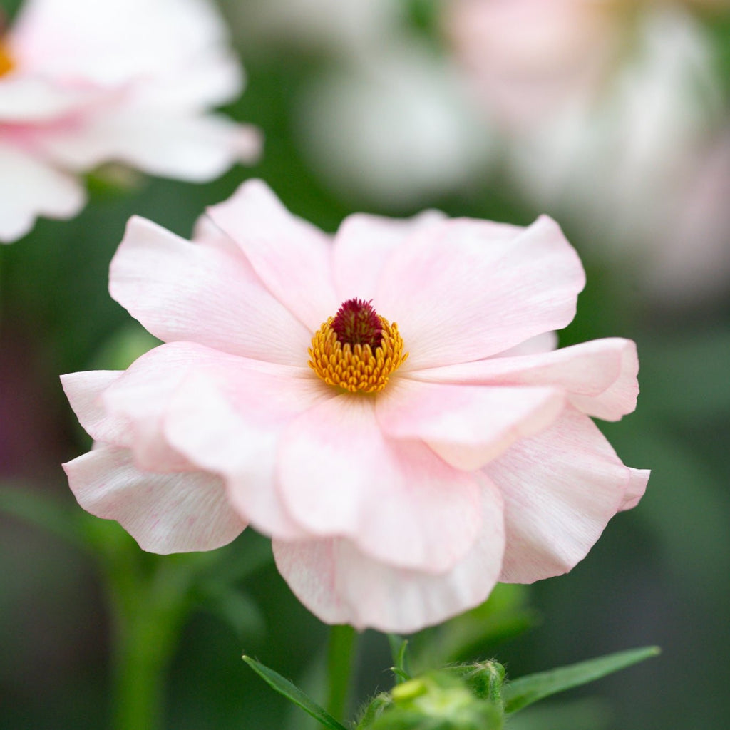 ラナンキュラスラックス 【ヴィーナス】 1月上旬より順次発送