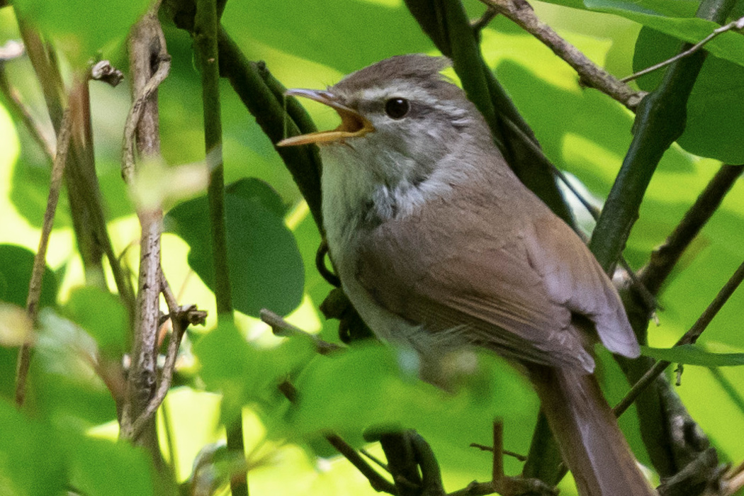 ウグイスの特徴、分布、生態、写真をご紹介します。｜目に見える