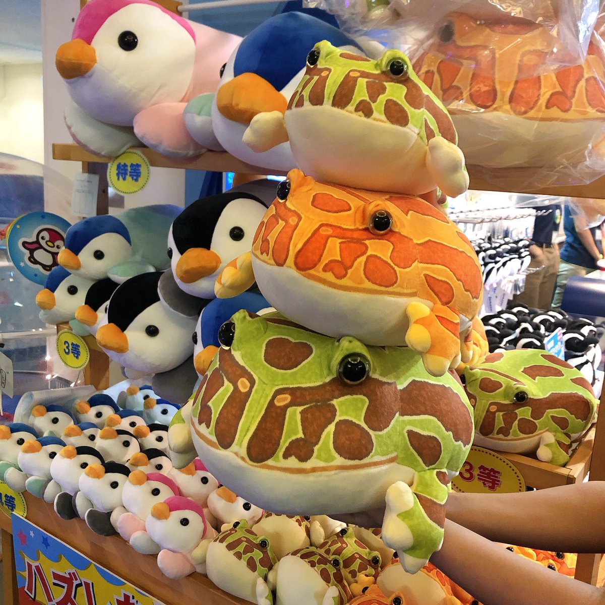 おすすめ〜 土日祝のみ開催中のぬいぐるみくじに 『ツノガエル』が登場