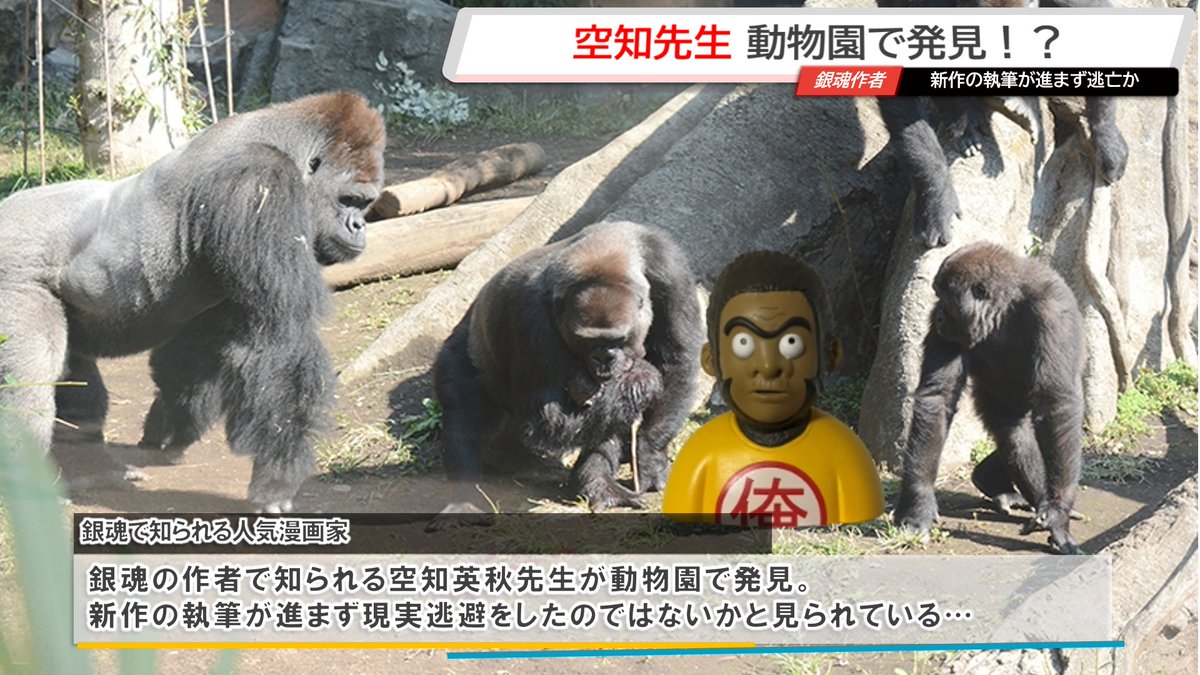 独自スクープ】 銀魂の作者で知られる 空知英秋先生を動物園で発見
