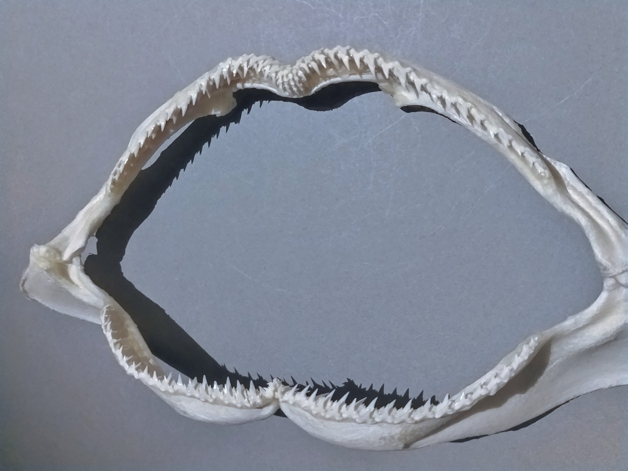 ネムリブカ 歯 顎 標本 C3 ネムリブカ 歯 顎 標本 C3 サメの歯 20点