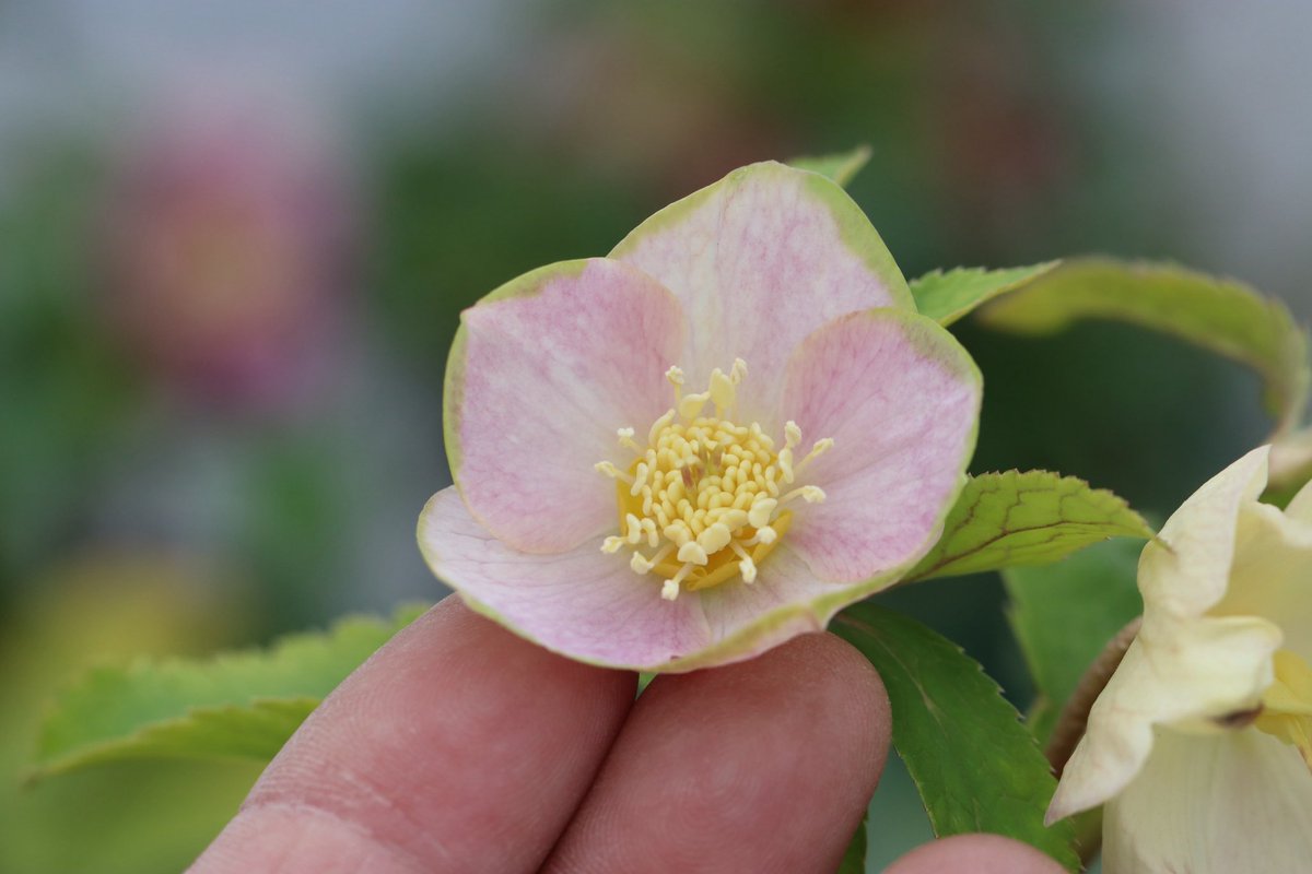 ohgi_nursery (@OhgiNursery) / Posts / X