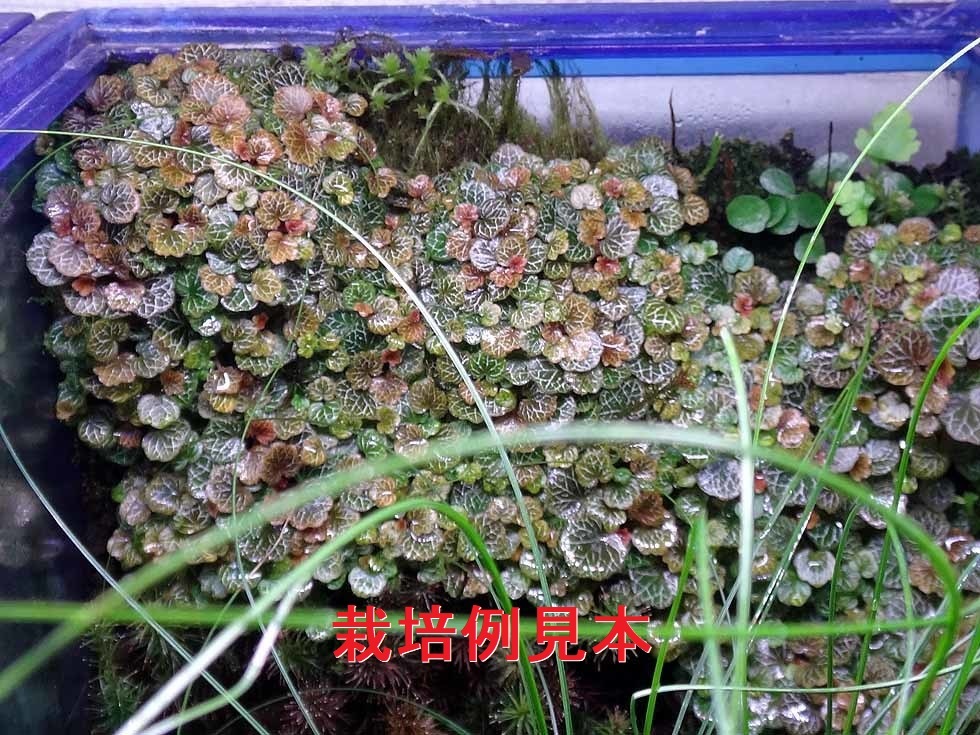 パルダリウム用八房姫ユキノシタの栽培方法 : 富貴蘭チャンネル