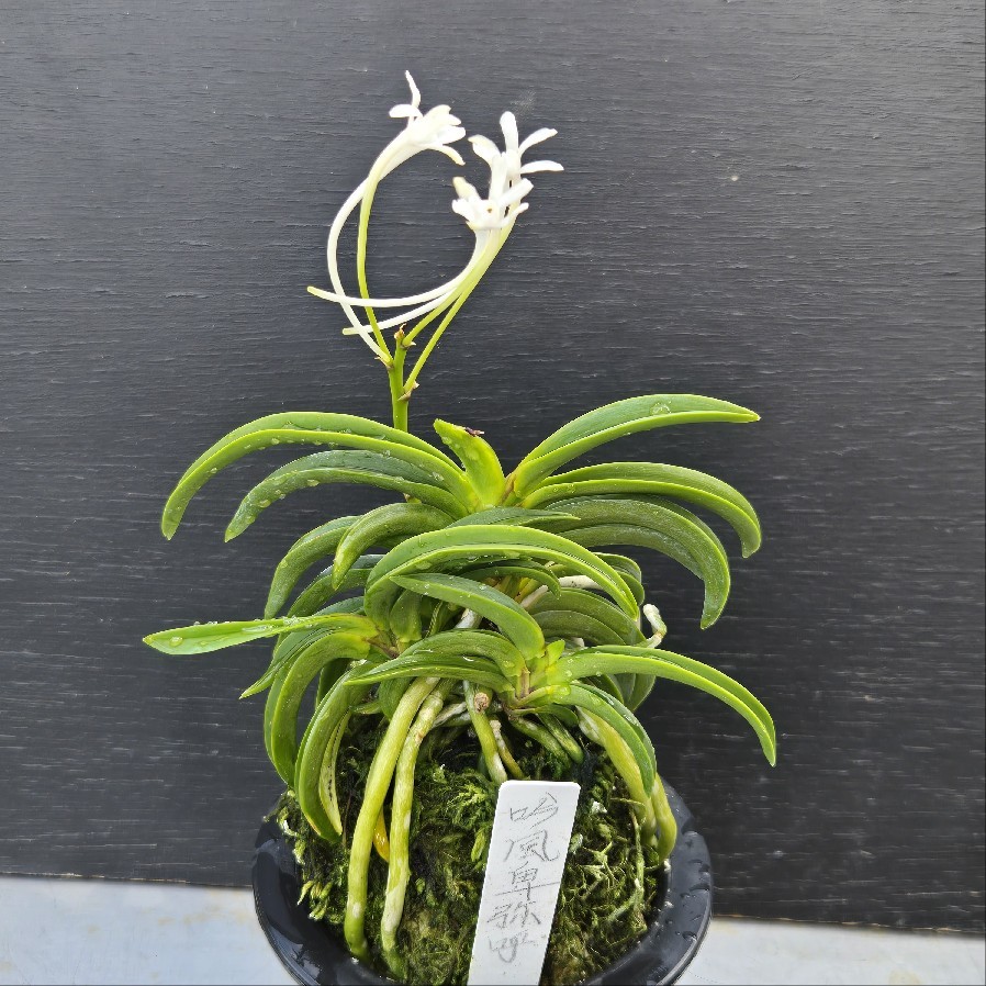 富貴蘭 吟風卑弥呼 : 富貴蘭チャンネル