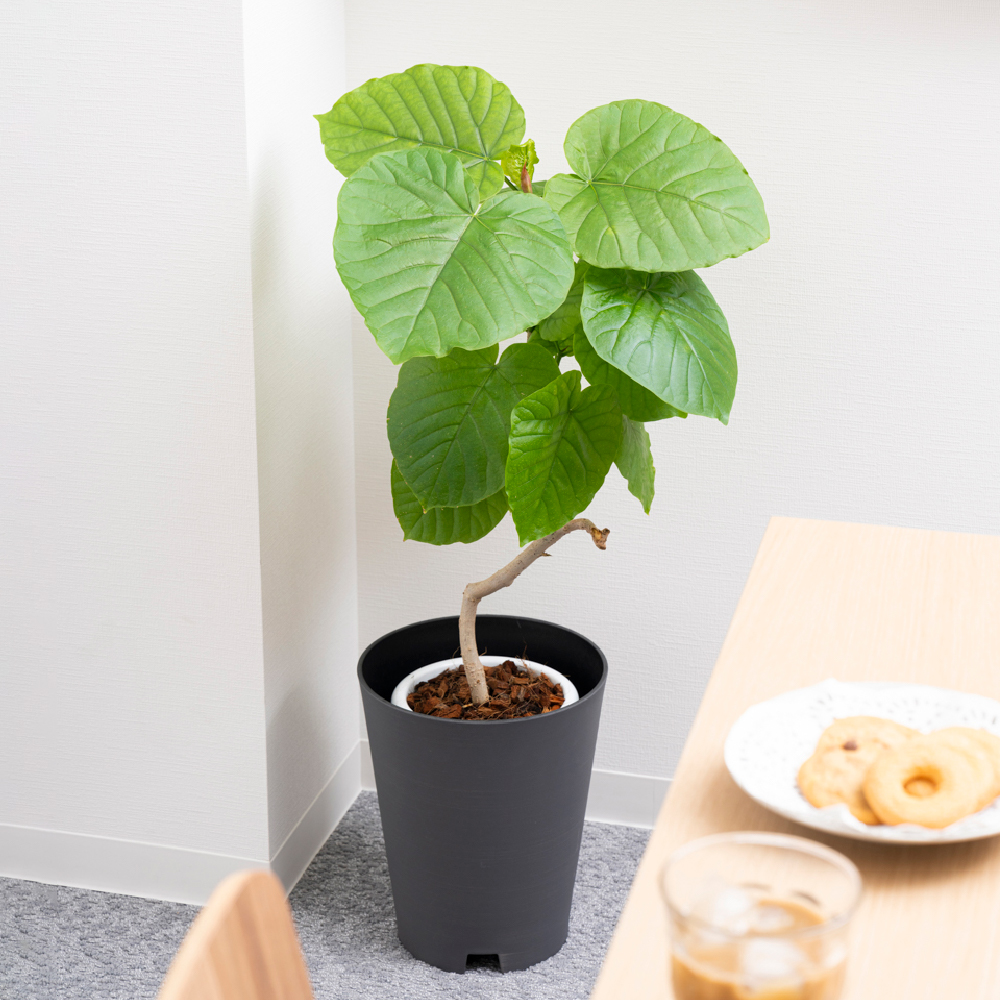 グレーニー ポットカバー 6 | リッチェル公式ウェブショップ