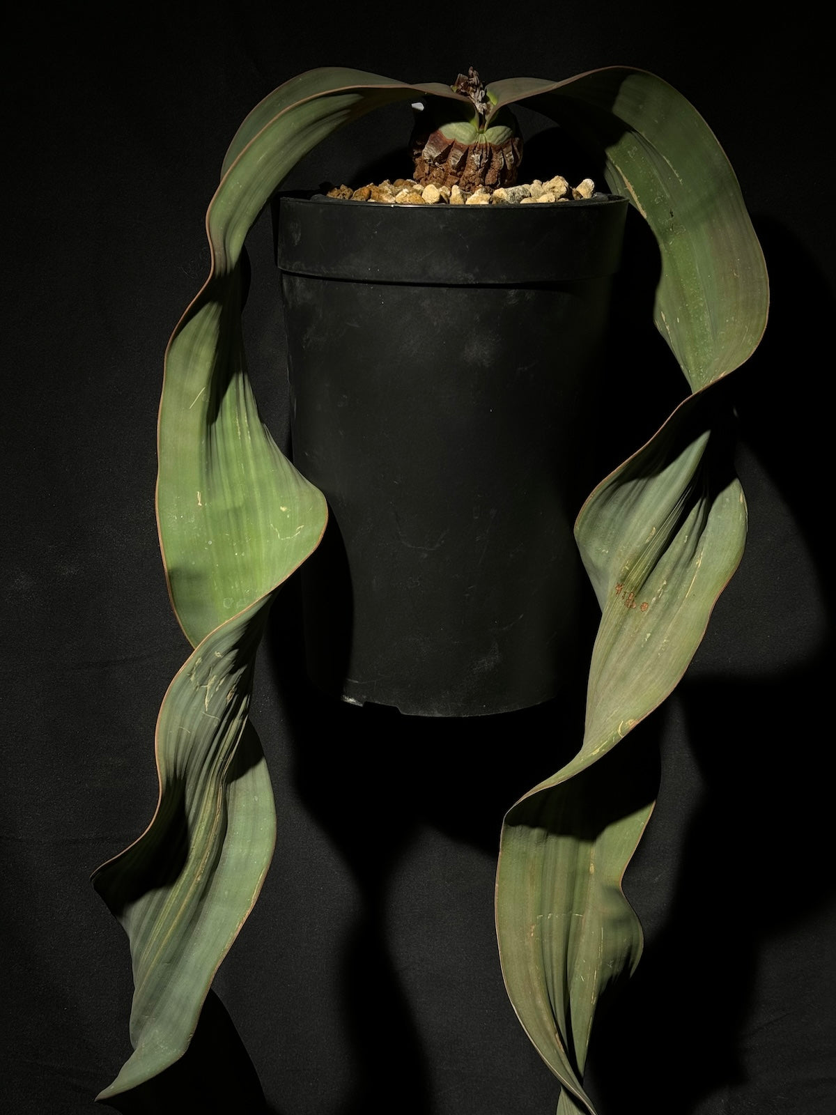 奇想天外｜Welwitschia mirabilis – ROUTE BOTANICALS