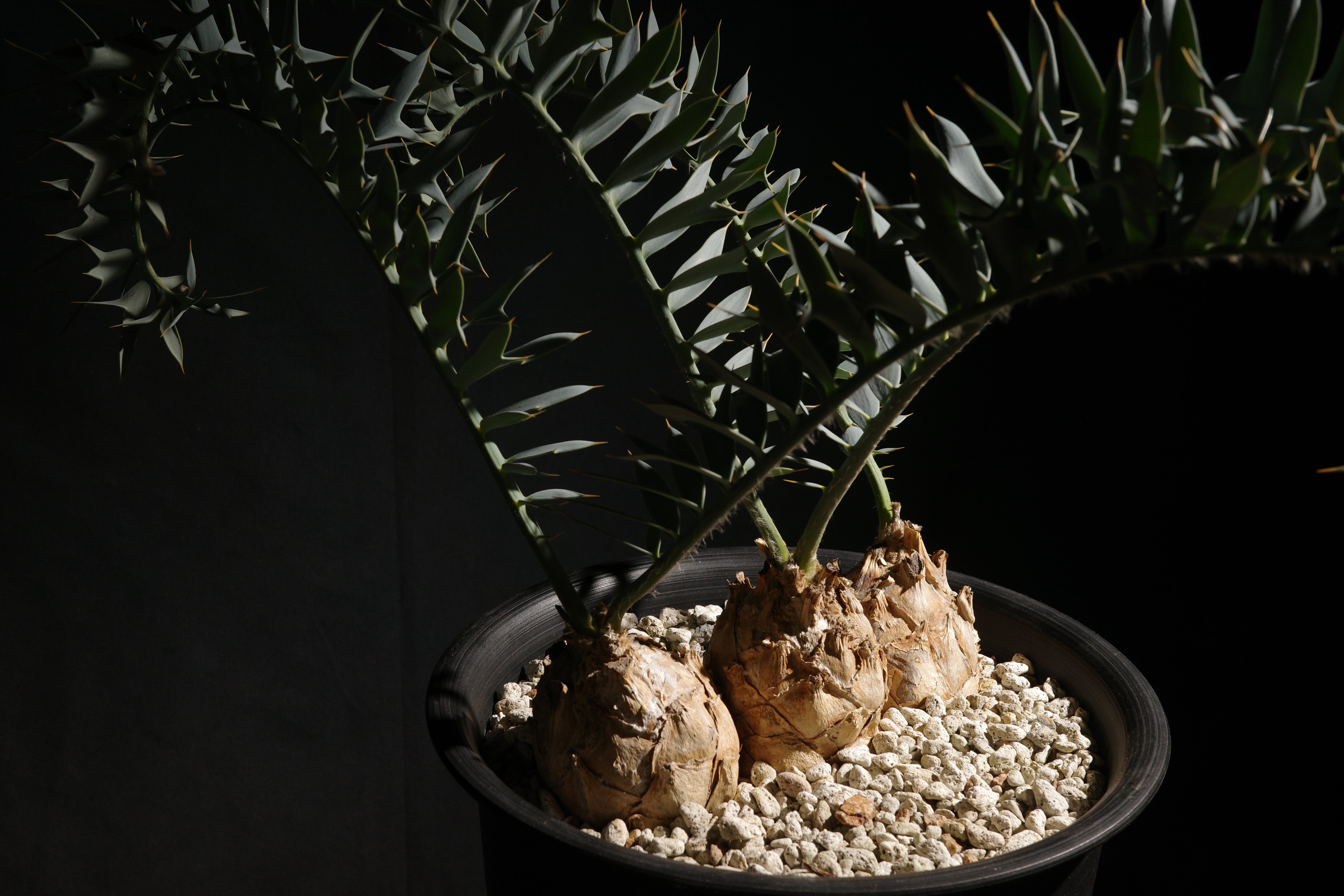 南アフリカ産】エンセファラルトス・ホリダス(発根済)No3-25