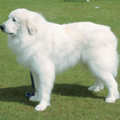 グレート・ピレニーズ（ピレニアン・マウンテン・ドッグ） - イヌ