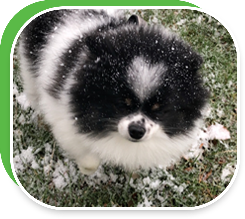 Panda the Dog | Spitzer Kia Cleveland