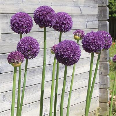 アリウム アーリーセンセーション｜種（タネ）,球根,苗,資材