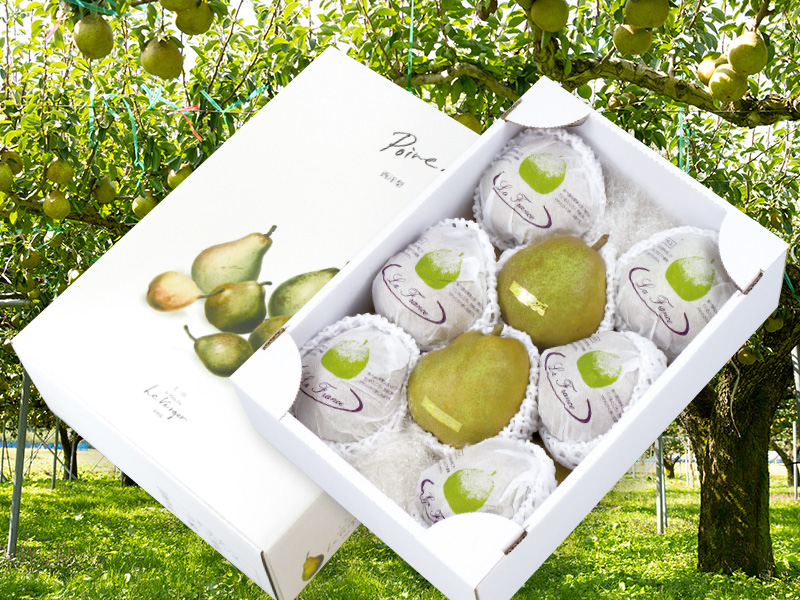 2025.10.14 収穫開始！人気のラ・フランス ご予約受付中です