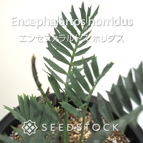 輸入株] エンセファラルトス ホリダス Encephalartos horridus（2