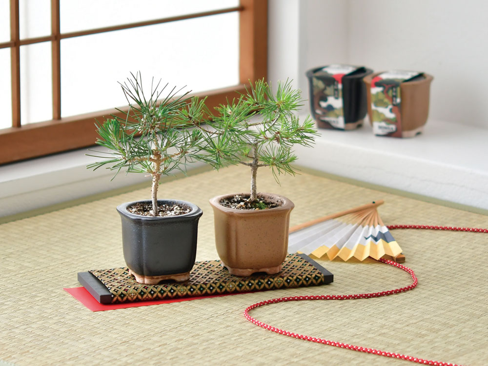 The BONSAI栽培セット｜盆栽を手軽に始められる栽培キット
